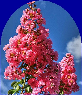 Ormus Minerals Myrtle bloom